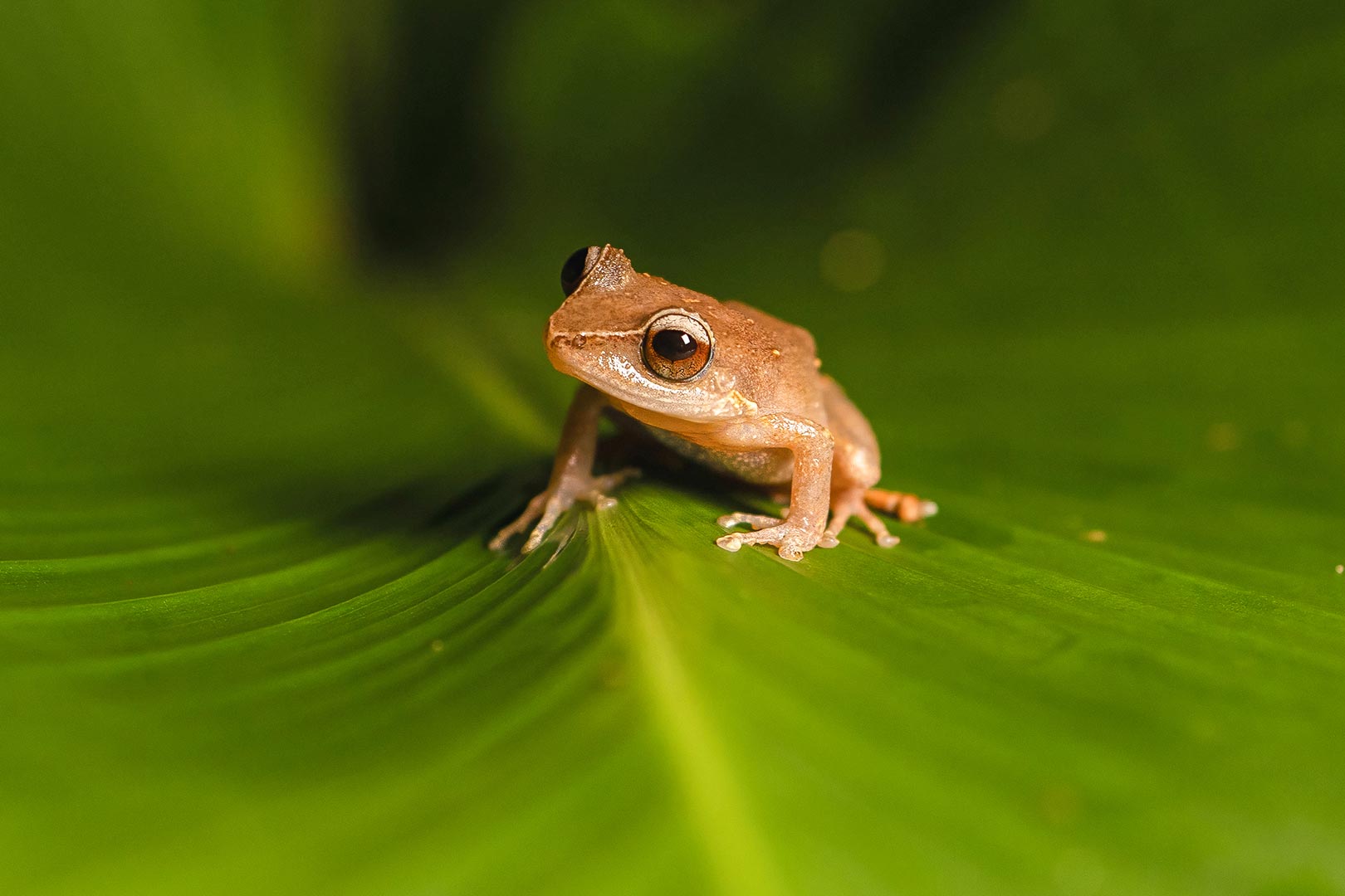 <p align=center><b>As you explore the site, you may notice an interesting sound.</b>